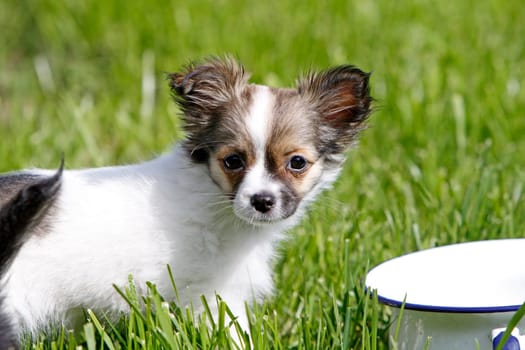 Chihuahua (puppy)