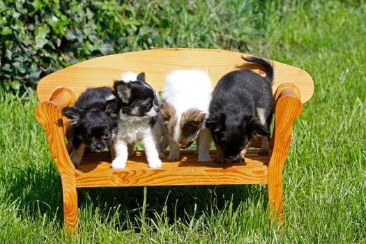 Chihuahua (puppy)