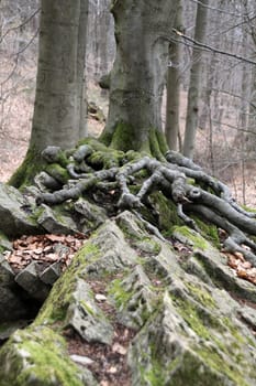 Tree roots and rocks on the Hohenstein