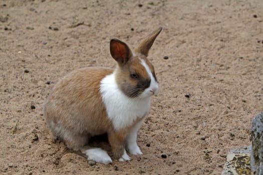 Rabbit