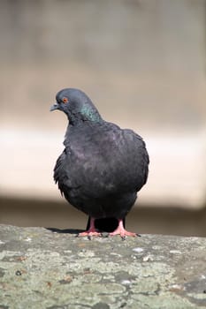 Feral pigeon