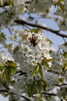 Cherry blossom