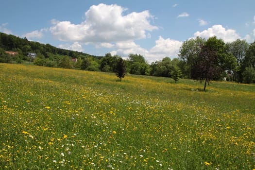 Yellow flower meadow