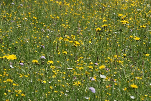 Yellow flower meadow