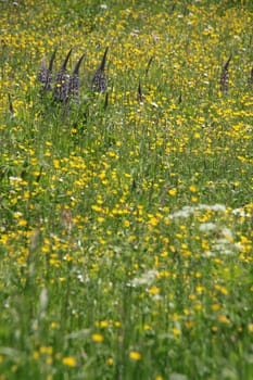 Yellow flower meadow