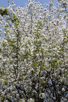 Cherry blossom