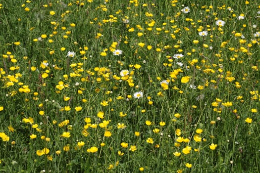 Yellow flower meadow