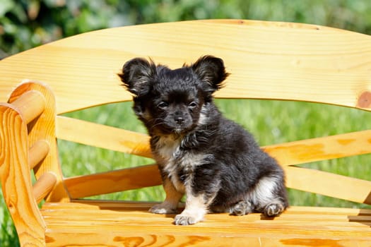 Chihuahua (puppy)