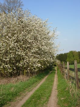 Spring in the Weser Uplands