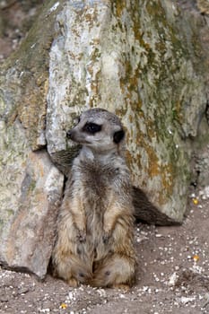 Meerkat