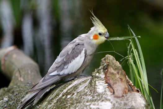 Grey cockatiel