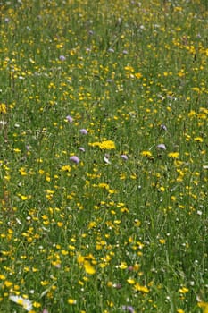 Yellow flower meadow