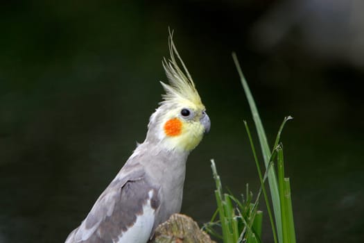 Grey cockatiel
