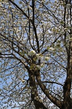 Cherry blossom