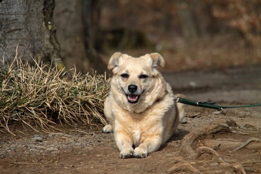 Mongrel