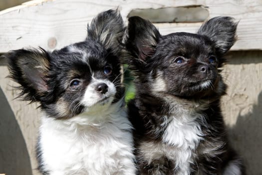 Chihuahua (puppy)