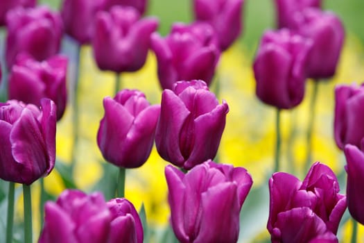 Purple tulips