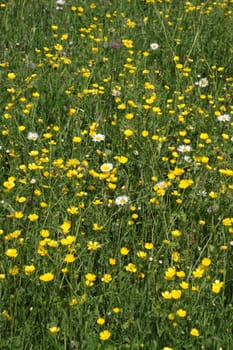 Yellow flower meadow