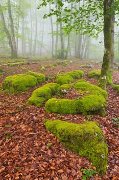 The falling leaves colors the autumn season in the forest, Monte Santiago, Burgos, Spain