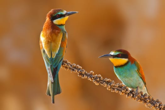 European bee-eater couple on a branch, Merops apiaster. Shallow depth of field and bakground blurred