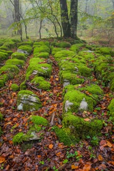 The falling leaves colors the autumn season in the forest, Monte Santiago, Burgos, Spain