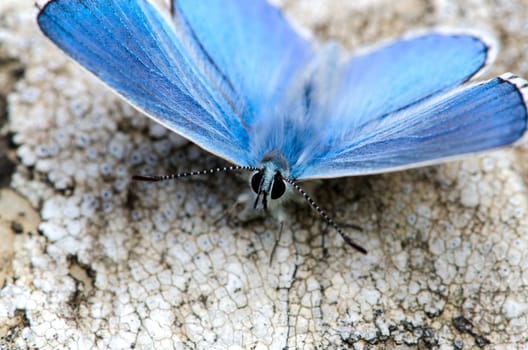 macro of a butterfly Lysandra bellagrus