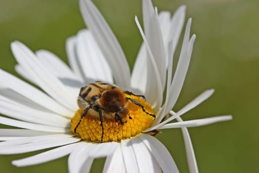 Piselkäfer on daisy blossom in wind