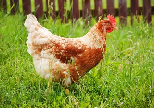 Brown chicken in grass