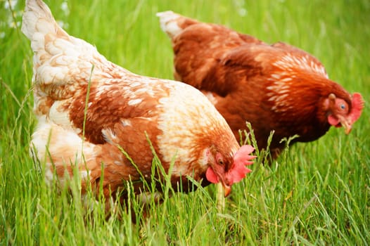 Brown chicken in grass