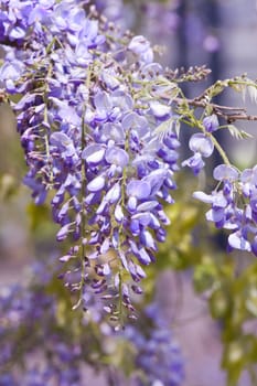 Beautiful Wisteria sinensis flowers blooming in springtime