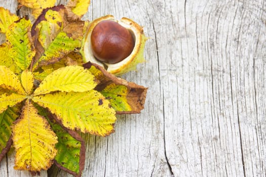 chestnut and autumn leaves