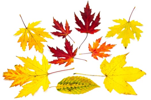 collection of colorful autumn leaves isolated on white background