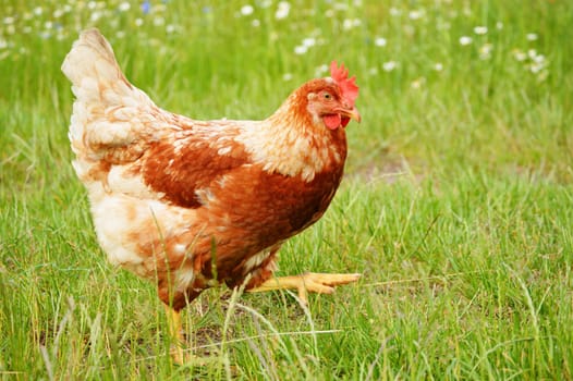 Brown chicken in grass