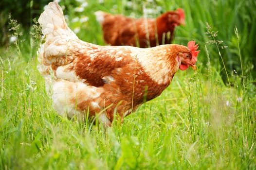 Brown chicken in grass