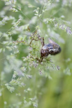 Der abgestreifte Chitin panzer eines Insekts, Libelle, zwischen Grasripsen,