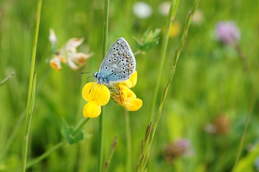 Ein Schmetterling, Polyommatus bellargus in einer Wiesenlandschaft fotografiert.