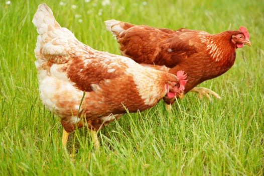 Brown chicken in grass