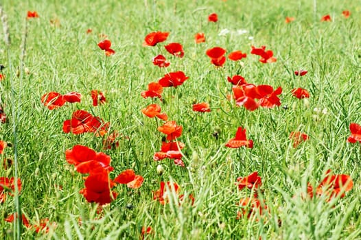 Stark rot leuchtende Mohnblüte am Rand eines Feldes, inmitten von Gras.