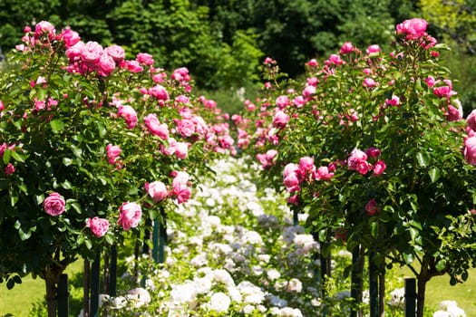 Rosebush with pink roses,botany in the garden