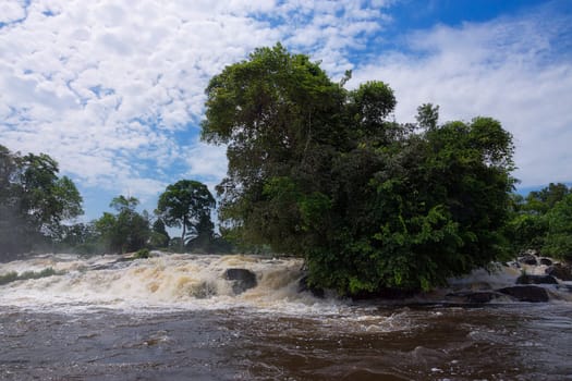Jungle giants above the waterfall