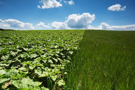 Landscape Agriculture,field with crop in daylight