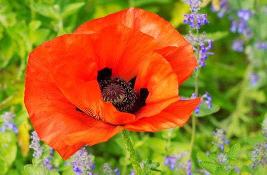 Red Turkish poppy in front of lavender flowers