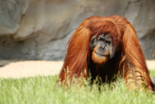 Orangutan