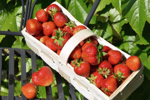 fresh strawberry basket