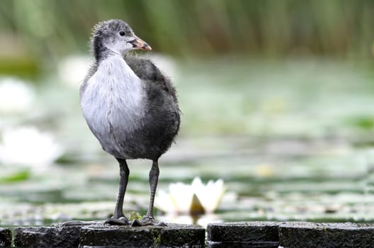 Fulica - young coot
