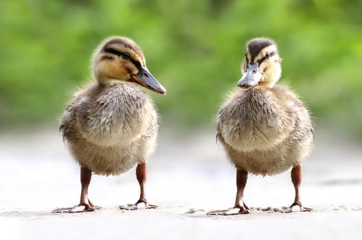 Anas platyrhynchos - The Mallard
