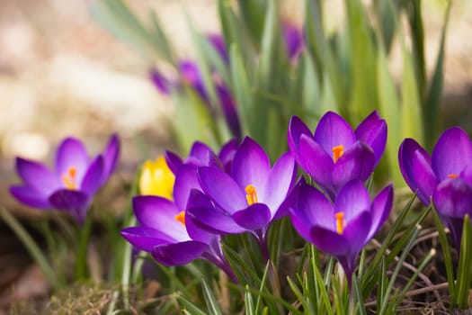 General view of the purple saffron flowers. Horizontally.