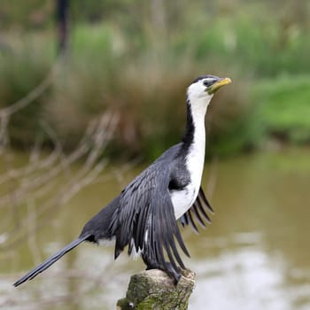 Details of a little pied cormorant perched on a branch.