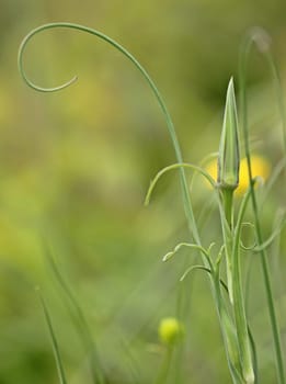Tragopogon pratensis
