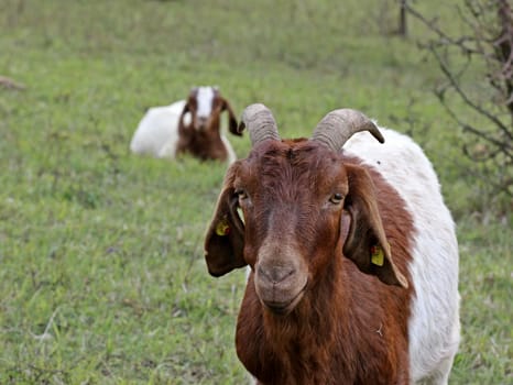 Boer goat with offspring